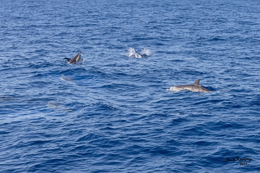 Happy Dolphins