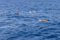 Happy Dolphins