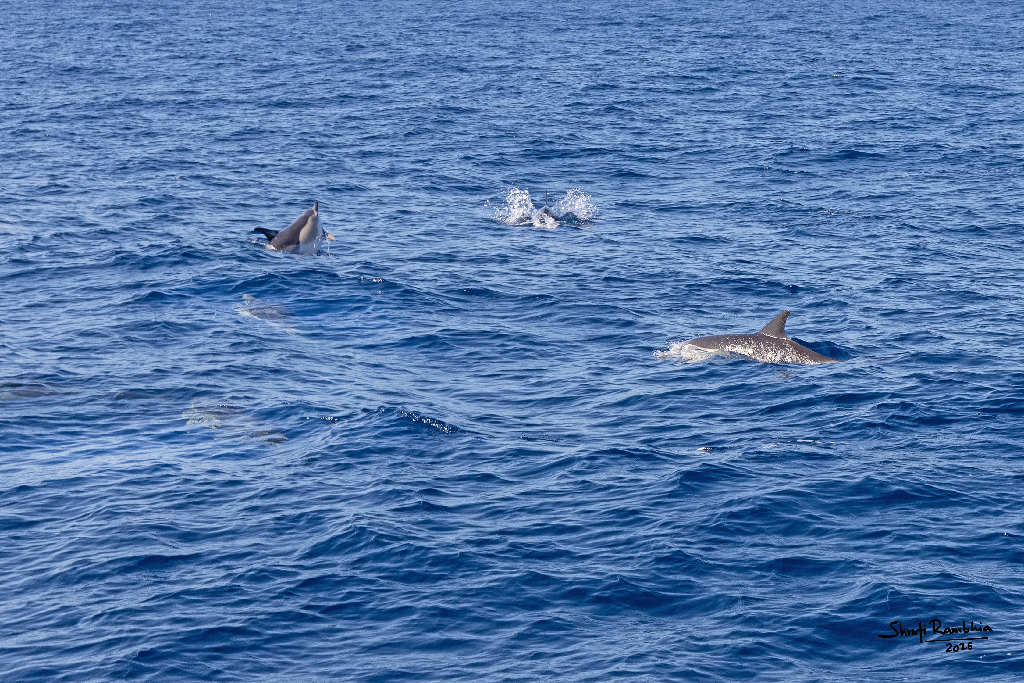 Happy Dolphins
