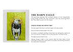 The Harpy Eagle