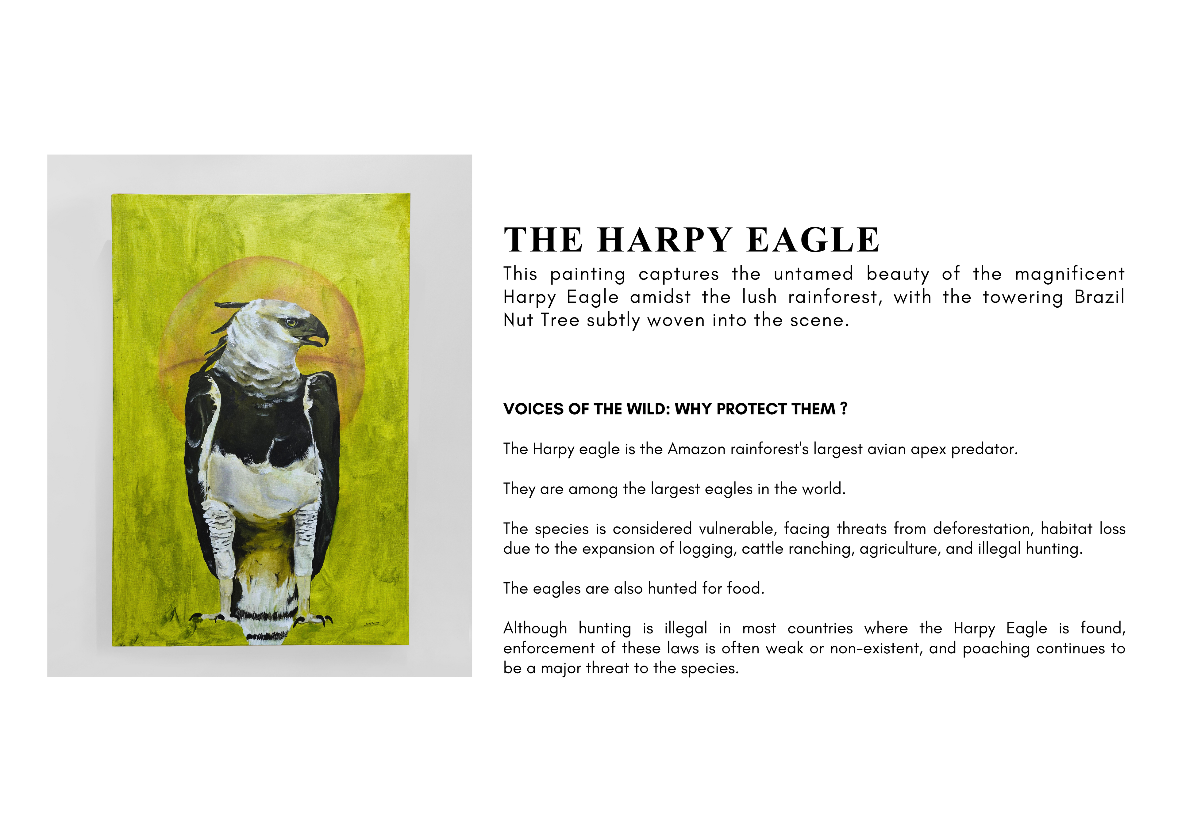 The Harpy Eagle