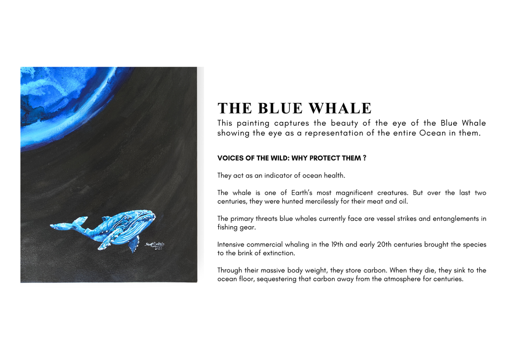 The EYE of the Blue Whale