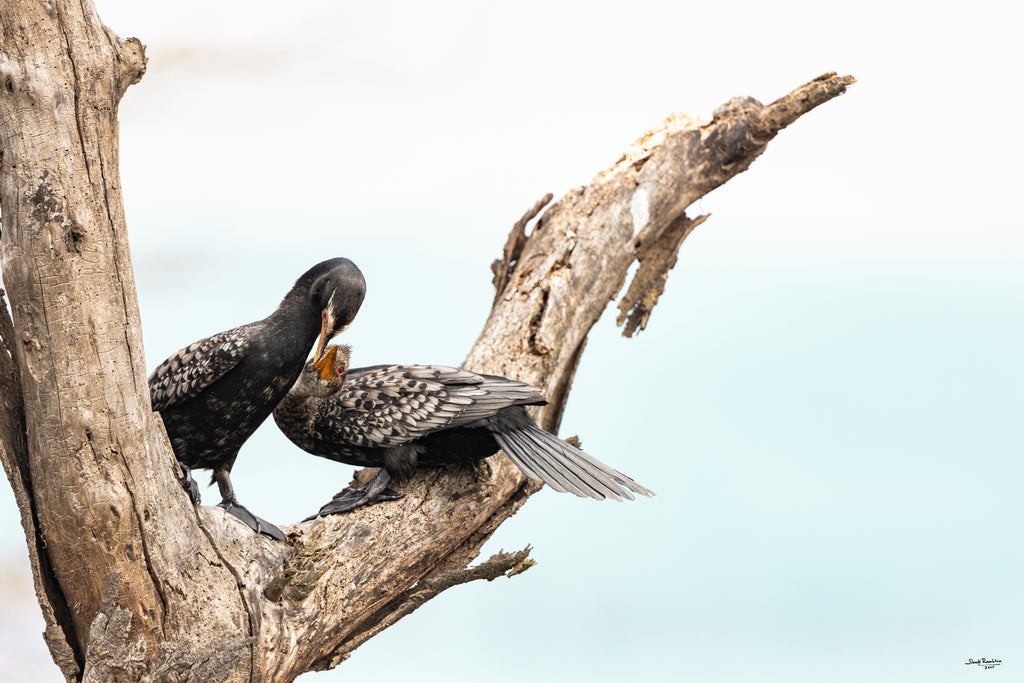 Reed Cormorant