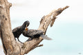 Reed Cormorant