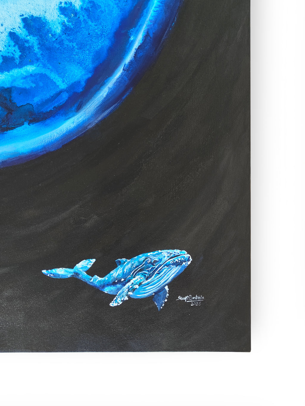 The EYE of the Blue Whale