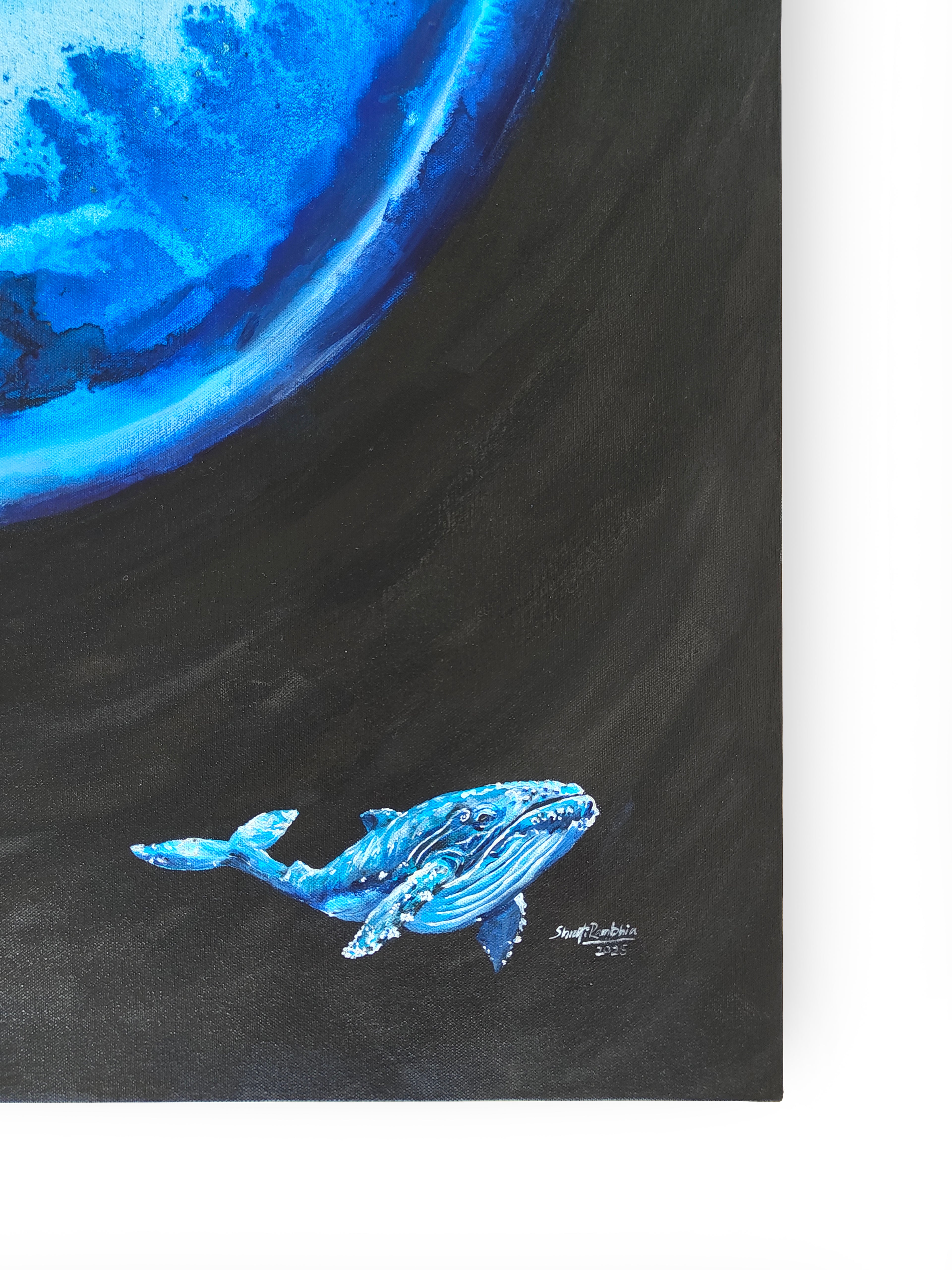 The EYE of the Blue Whale