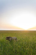 Sunrise with the King