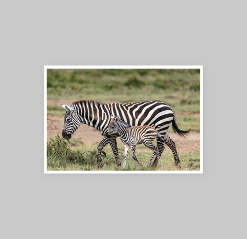Mother & Baby Zebra