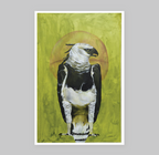 The Harpy Eagle