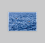 Happy Dolphins