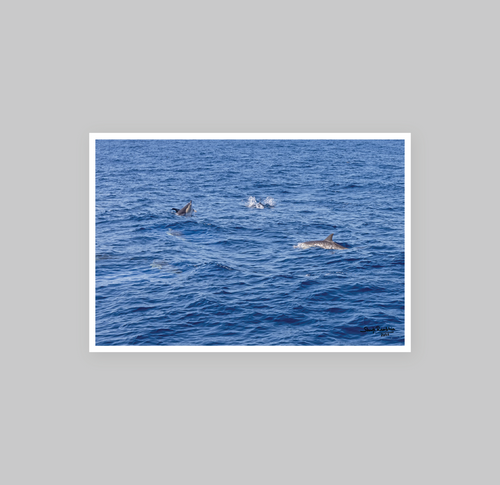 Happy Dolphins