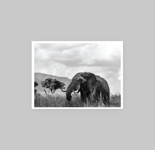 The African Elephant