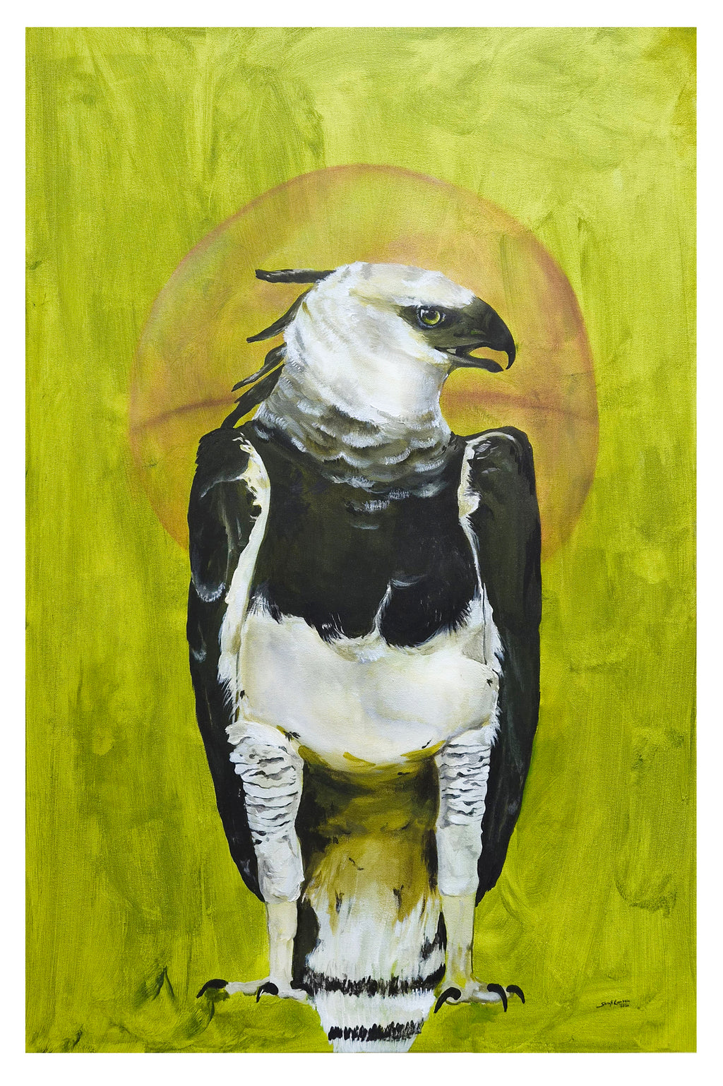 The Harpy Eagle