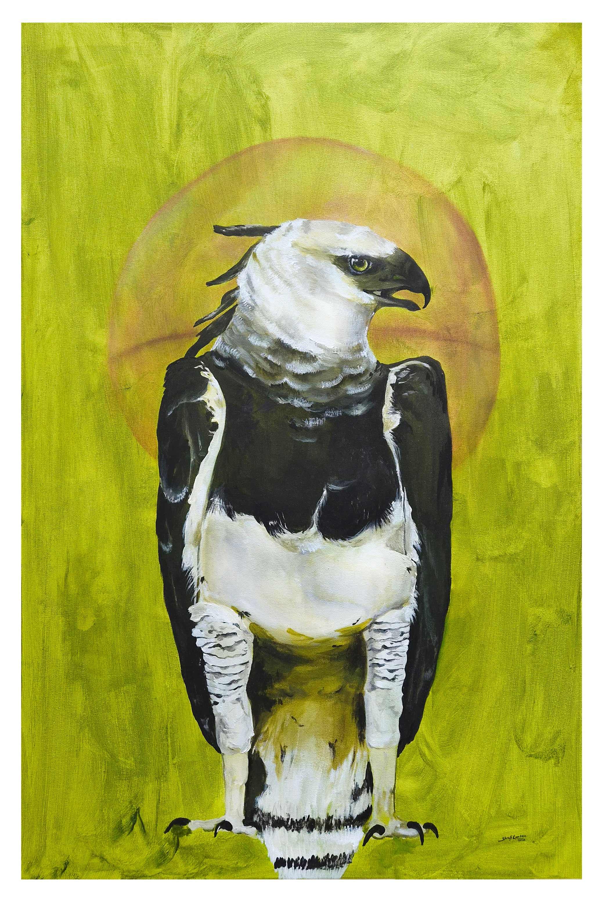 The Harpy Eagle