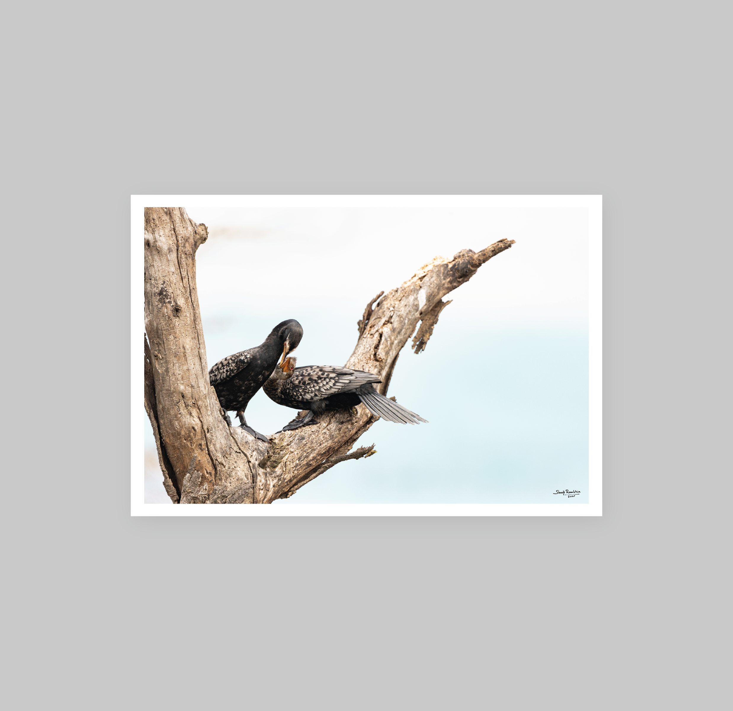 Reed Cormorant