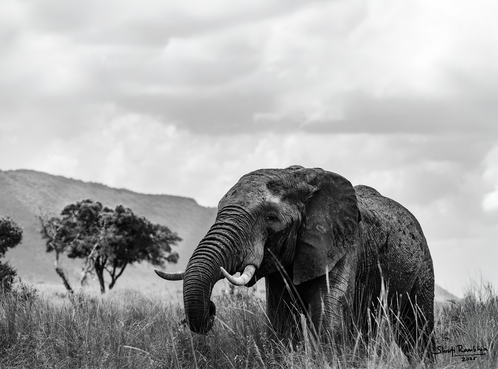 The African Elephant