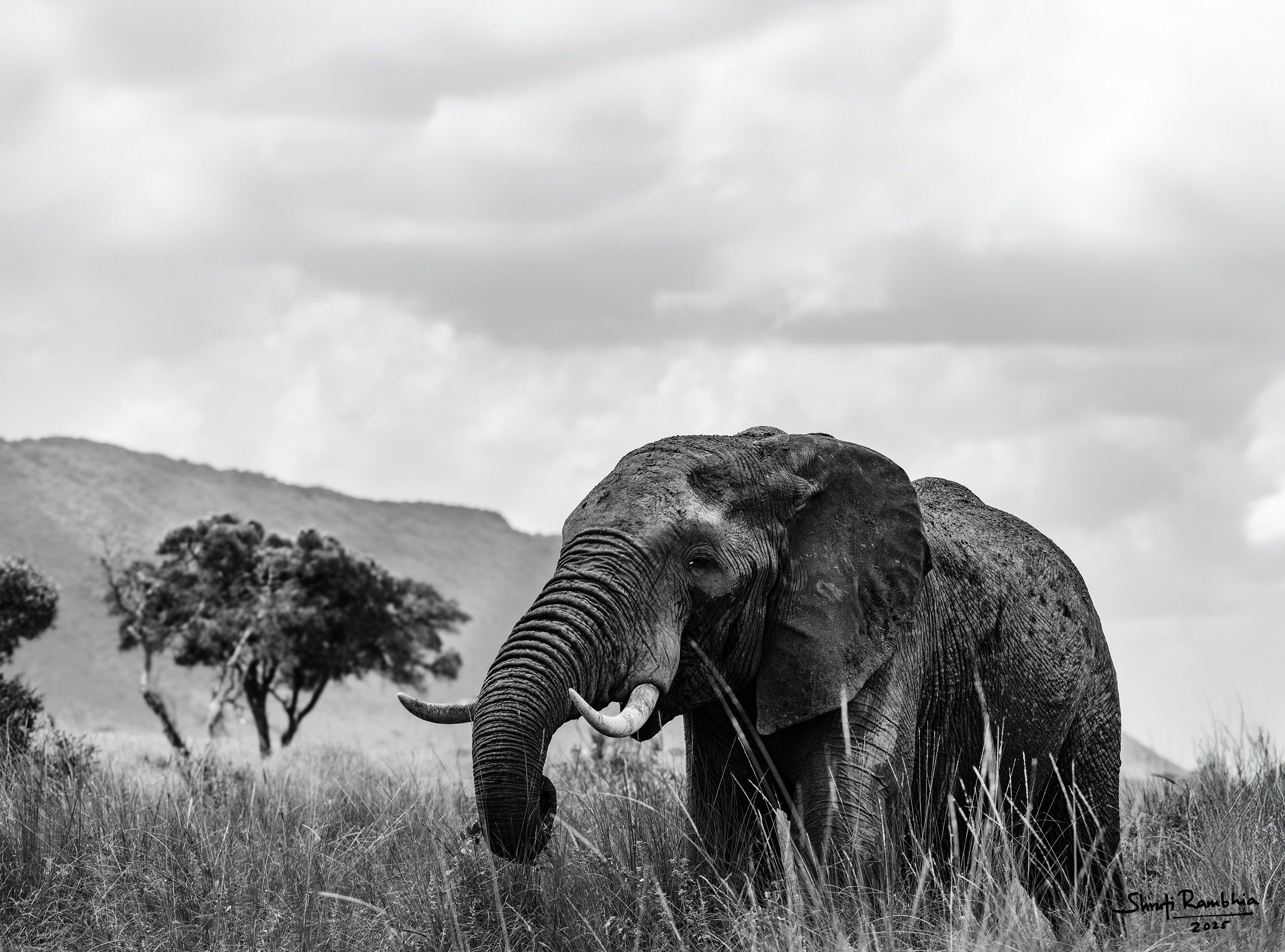 The African Elephant