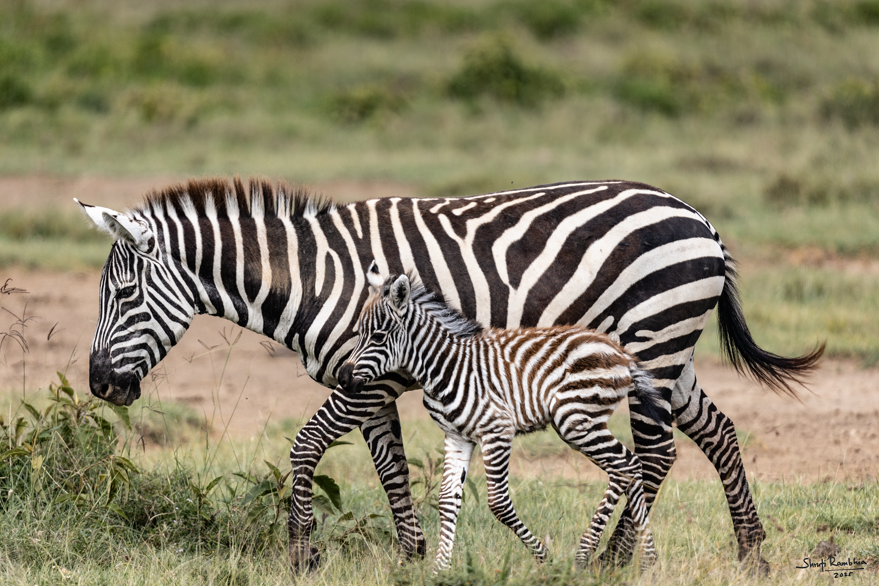 Mother & Baby Zebra