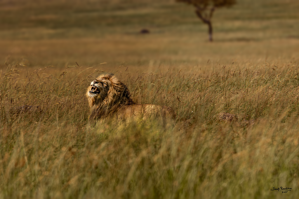 The King in his glory