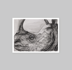 One Horned Rhino